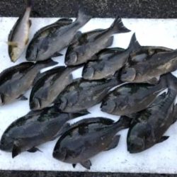 和歌山県大引　アシカの子