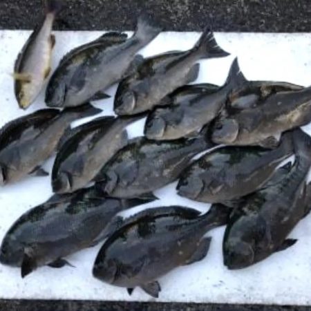 和歌山県大引　アシカの子