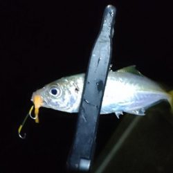 ライトソルト2日目今日も雨