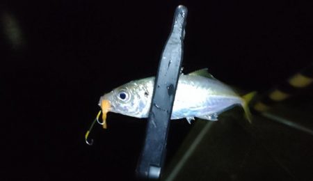 ライトソルト2日目今日も雨