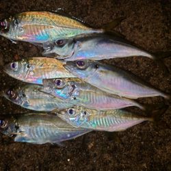 ウキウキアジング