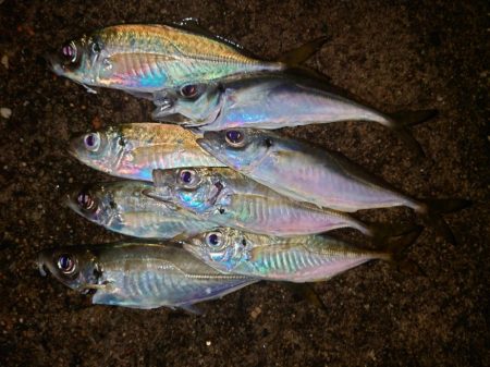 ウキウキアジング