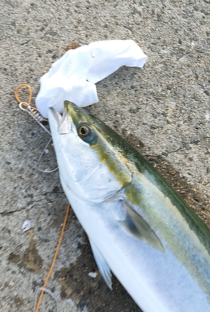 今シーズン青物7匹目はノマセ釣りで。