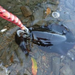 対馬エギング釣果