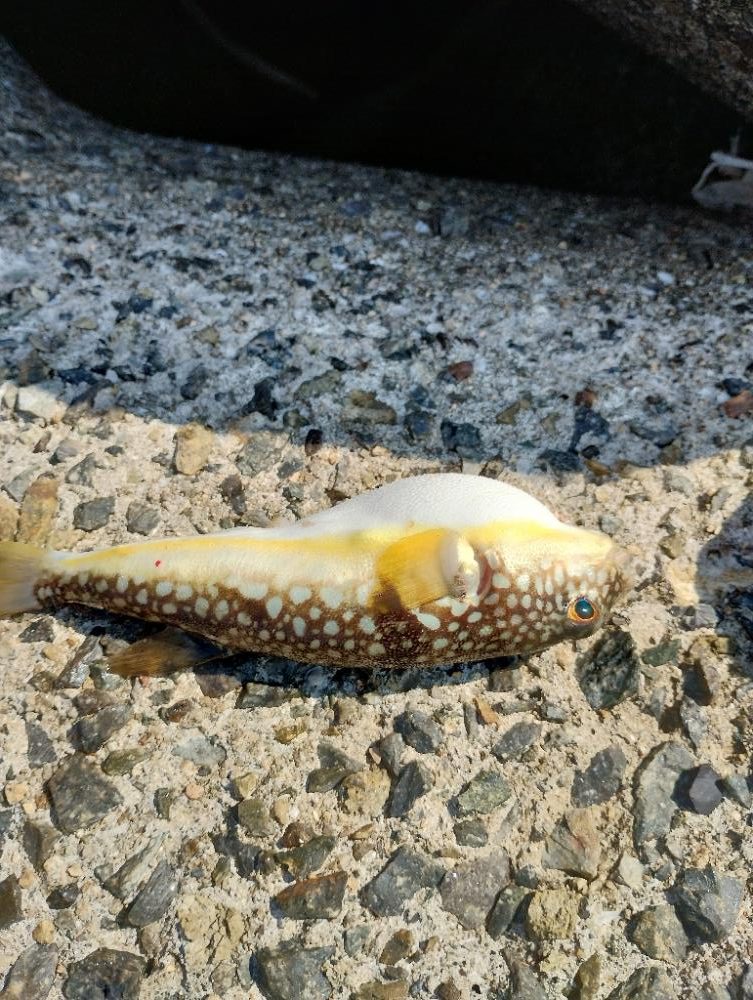 大阪産カワハギ