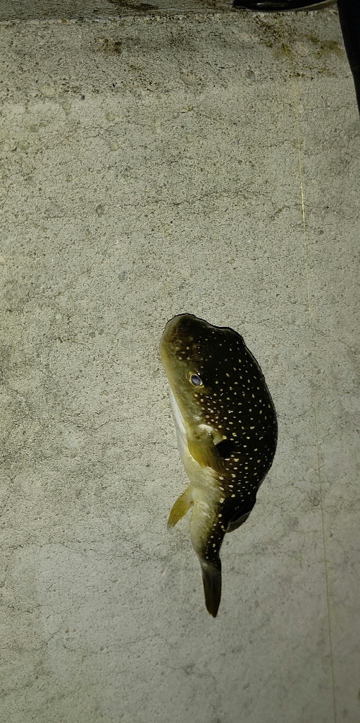 渋いながらの釣果