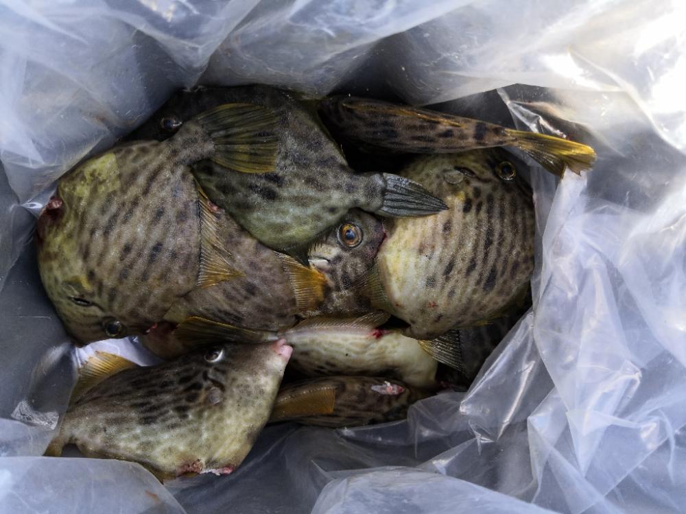 カワハギ釣りにハマる