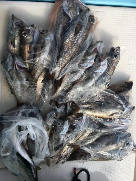 大ムツハント　駿河湾　遊漁船　大宝丸　餌釣り＆スロージギング