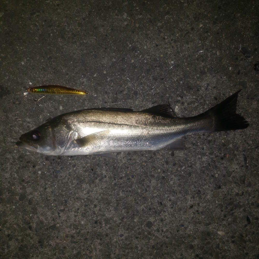 朝からナイス～スズキさん！