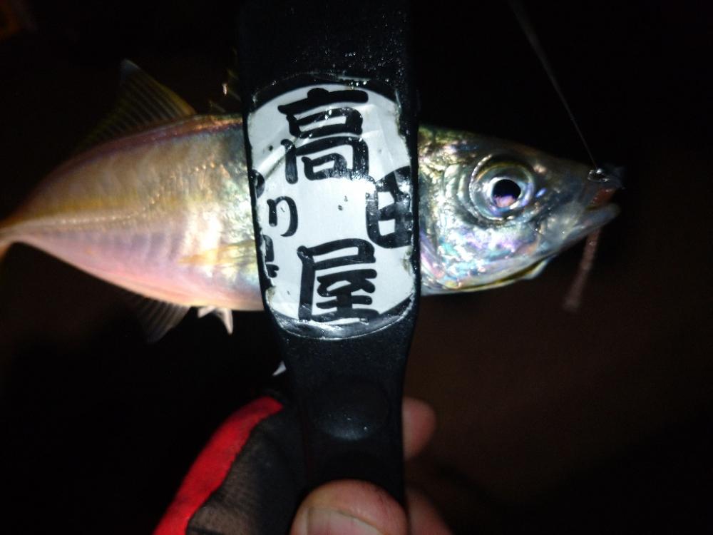 今夜はサバ多め