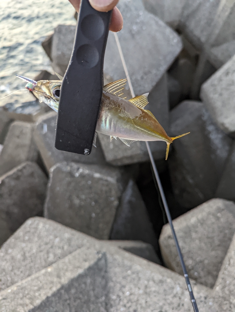 根魚は楽しいなぁ