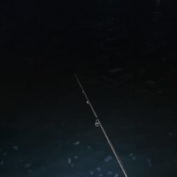 尺・・・アジング