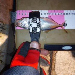 癒しの豆アジング