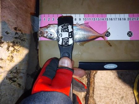 癒しの豆アジング