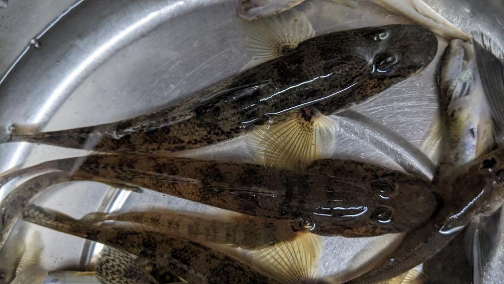 旧中川 落ちハゼ