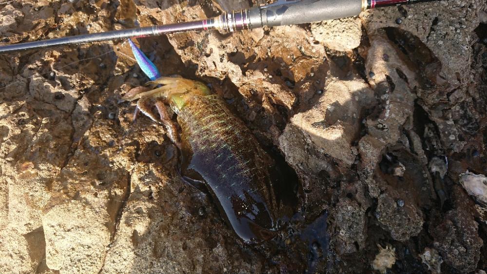 対馬エギング釣果