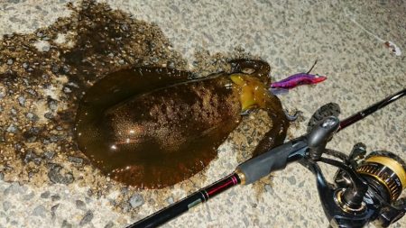 対馬エギング釣果