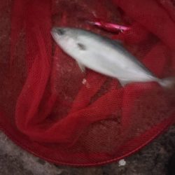 プチsalt water game