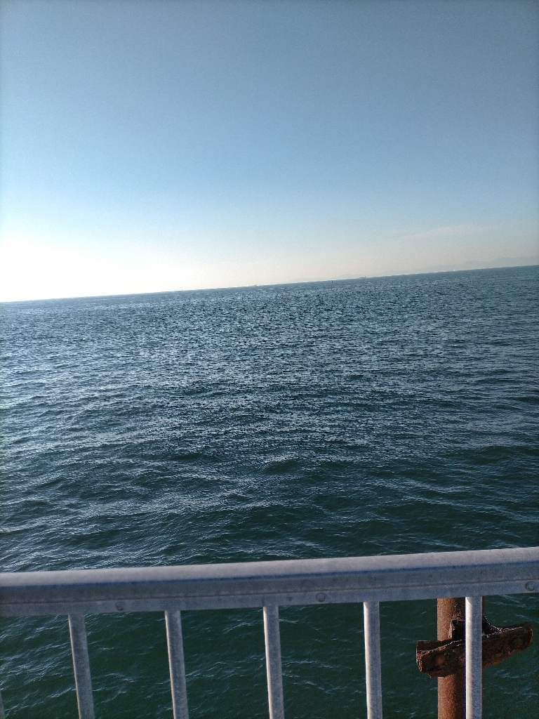 今日はサゴシでした ☺