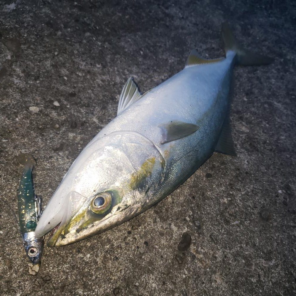 シーバス&ツバス