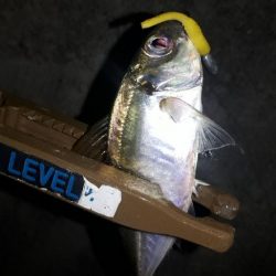 早くもロック時代か-w