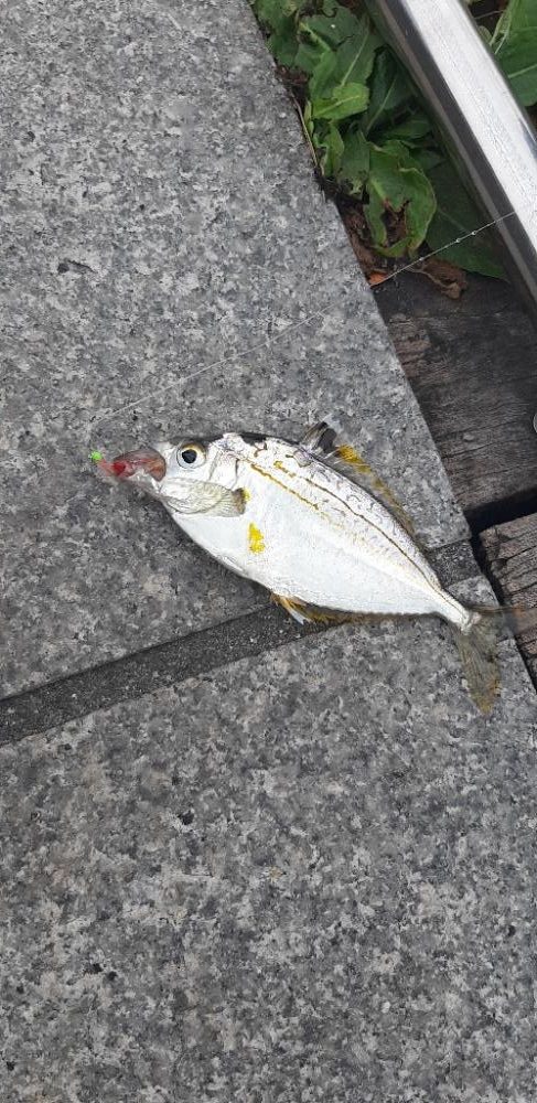 南港でイシダイ釣れました‼️