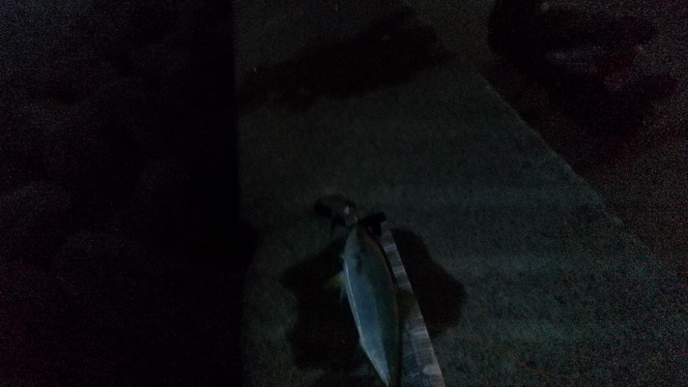 久しぶりの青物