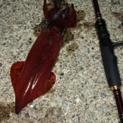 対馬エギング釣果