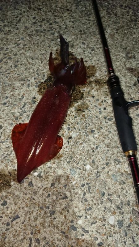 対馬エギング釣果