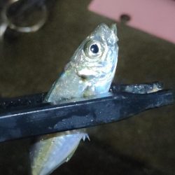 風雨のライトソルトナイトゲーム