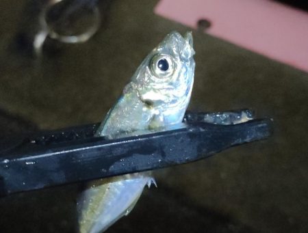 風雨のライトソルトナイトゲーム