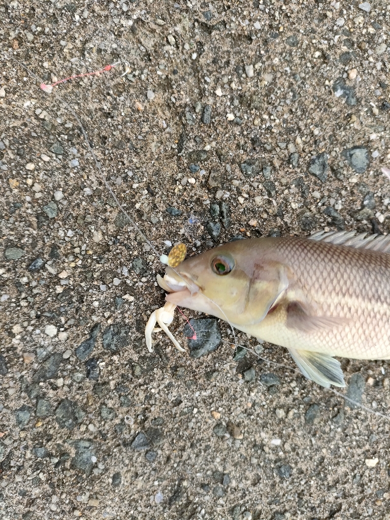 淡路島 豊島漁港でカワハギ仕掛けにコブダイ