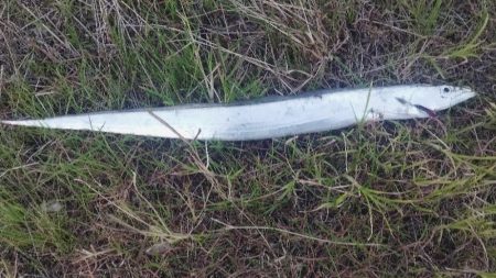 やっぱり1本(⁠^⁠^⁠)