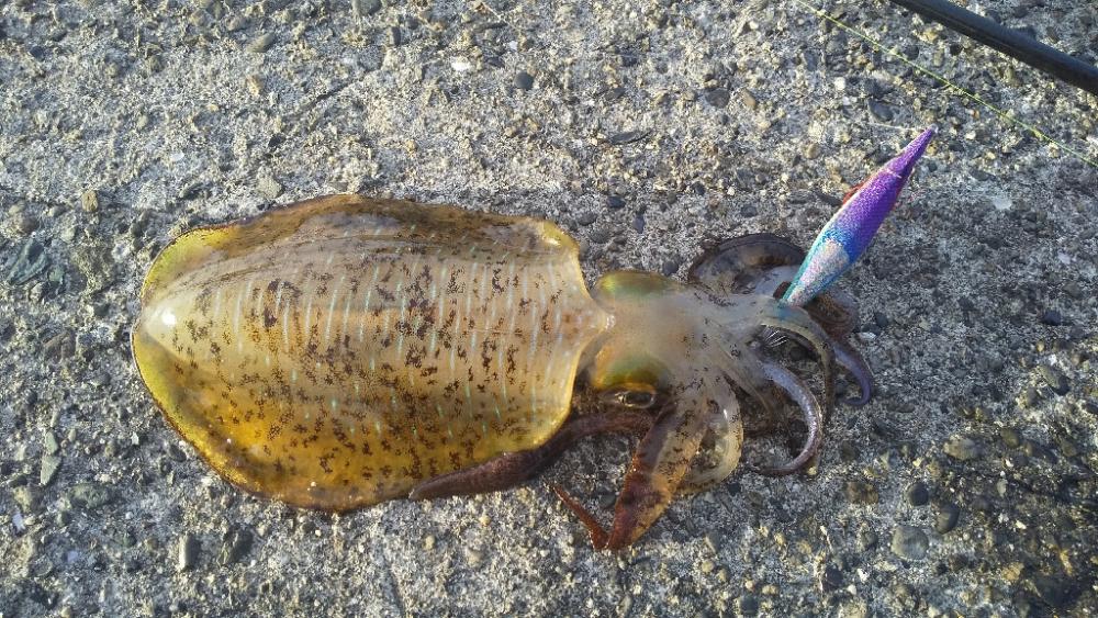 久しぶりのアオリイカ