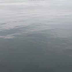 初のオオモンハタ