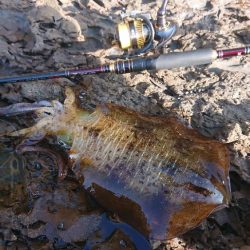 対馬エギング釣果