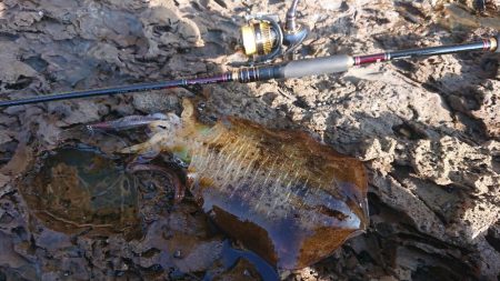 対馬エギング釣果