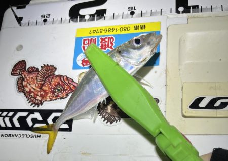 30匹オーバーアジング