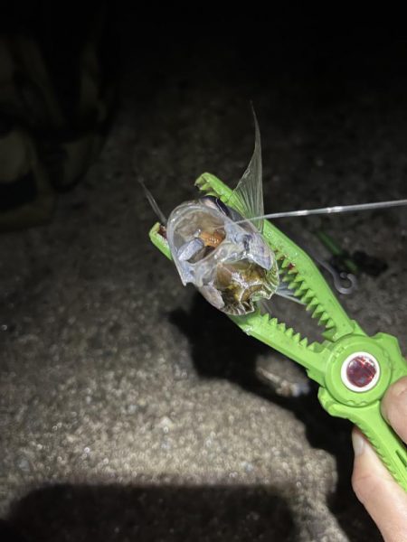 クーラー満タンアジ🐟