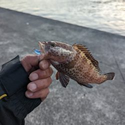 陸っぱり釣行記