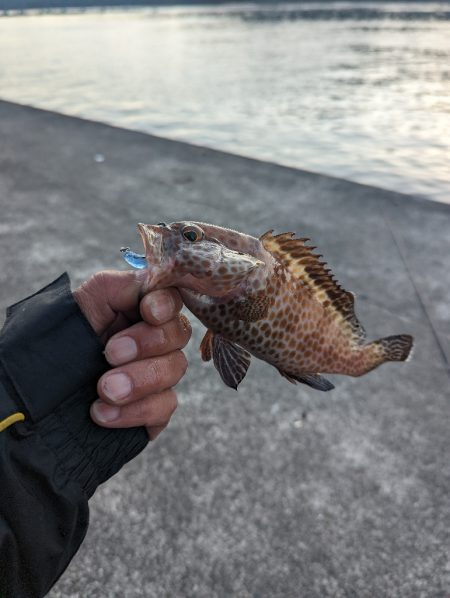 陸っぱり釣行記