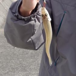 港内キス．カレイ