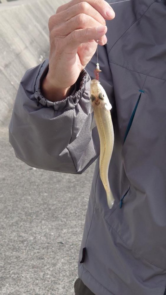 港内キス．カレイ