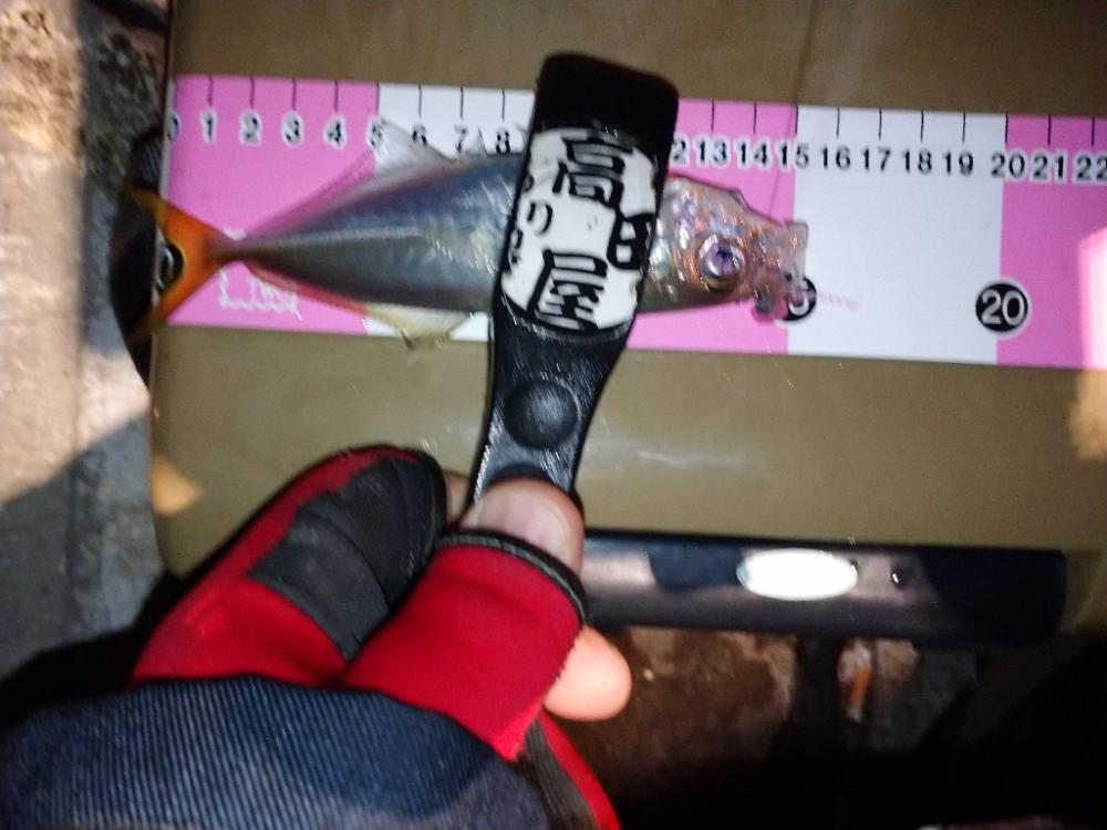 ご近所アジング