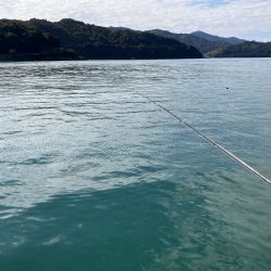 アイゴ祭りに、大きめアジに、ついにサヨリが!