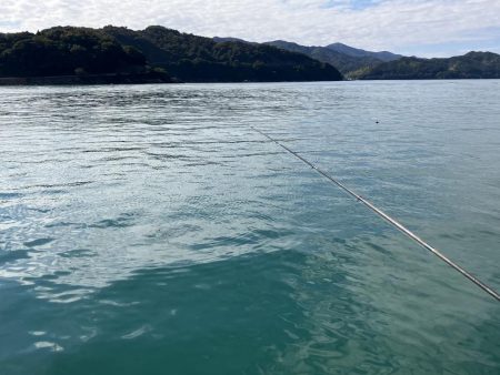 アイゴ祭りに、大きめアジに、ついにサヨリが!