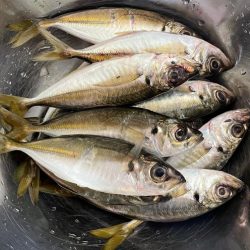 豆アジからちょっと成長