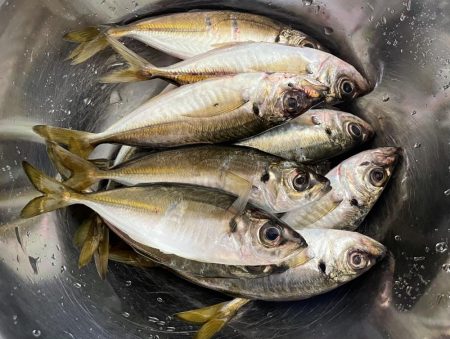 豆アジからちょっと成長