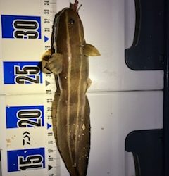 虫ヘッド最強！