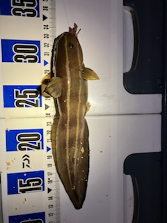 虫ヘッド最強！